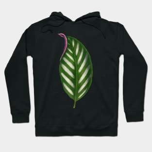 Maranta Porteana Leaf Illustration Isolated Hoodie